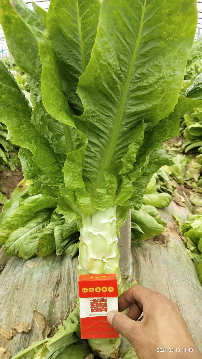 尖叶莴笋园也莴笋批发基地