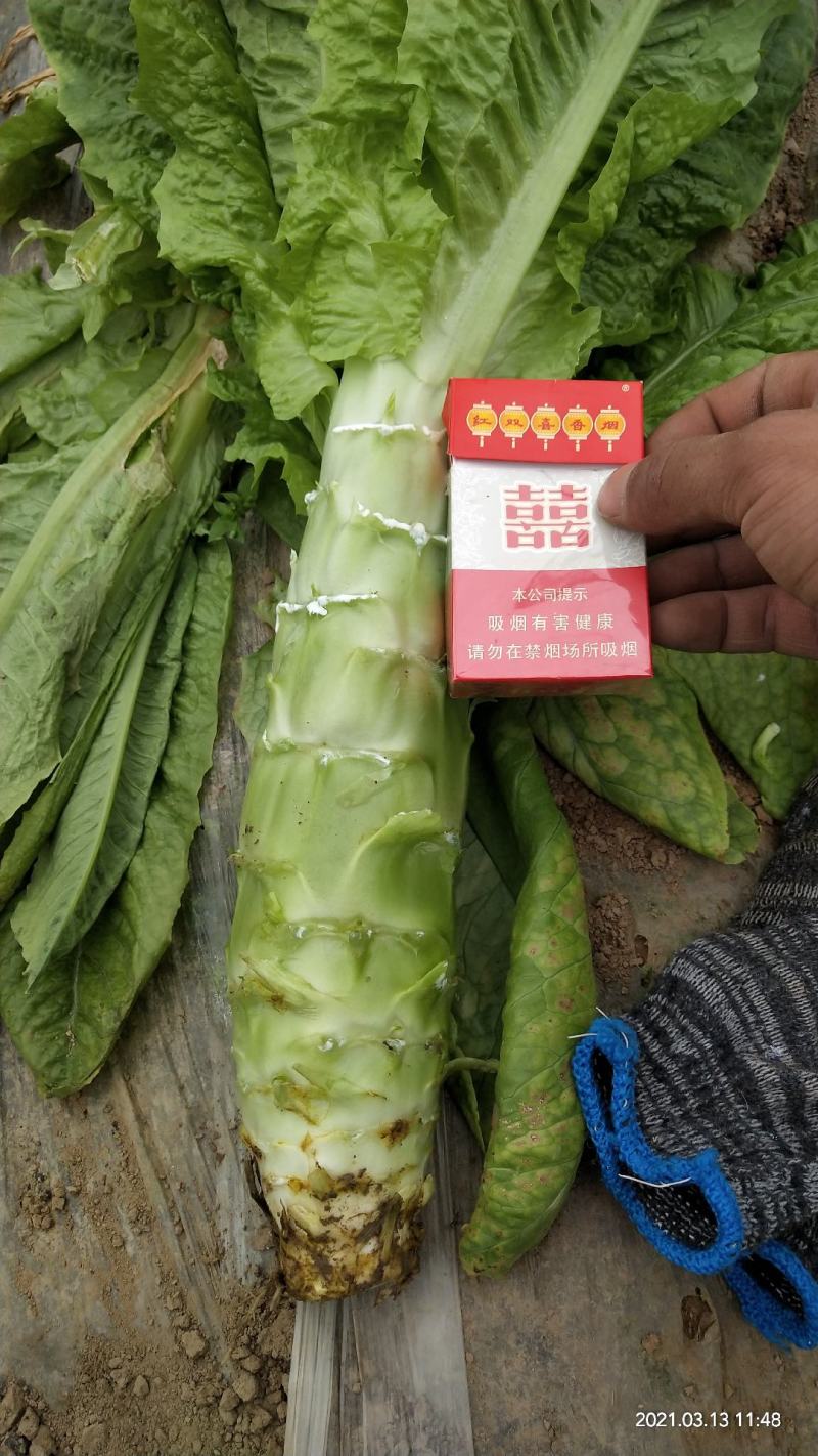 尖叶莴笋园也莴笋批发基地