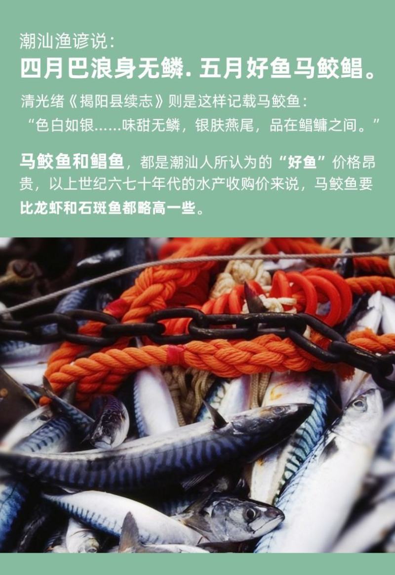 马鲛鱼片中段马鲛鱼马鲛鱼切片冻马鲛鱼片