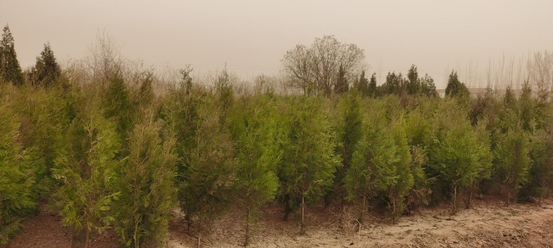 侧柏植株全景图