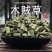 木贼草节节草木贼千峰草节骨草无心草笔头草中