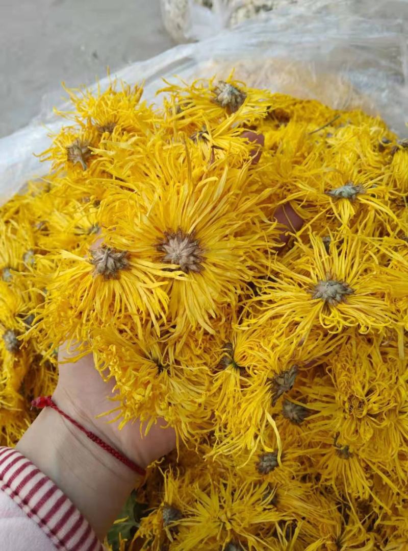 修水金丝皇菊散装花菊花茶