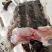 鳄鱼肉尾掌多种规格人工养殖诚信第一
