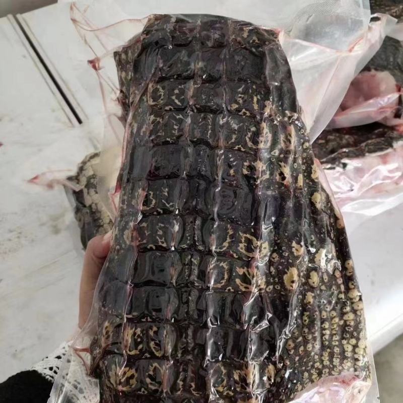 鳄鱼肉尾掌多种规格人工养殖诚信第一