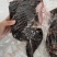 鳄鱼肉尾掌多种规格人工养殖诚信第一