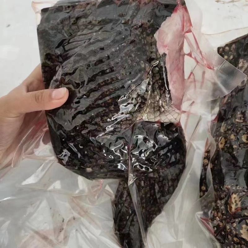 鳄鱼肉尾掌多种规格人工养殖诚信第一