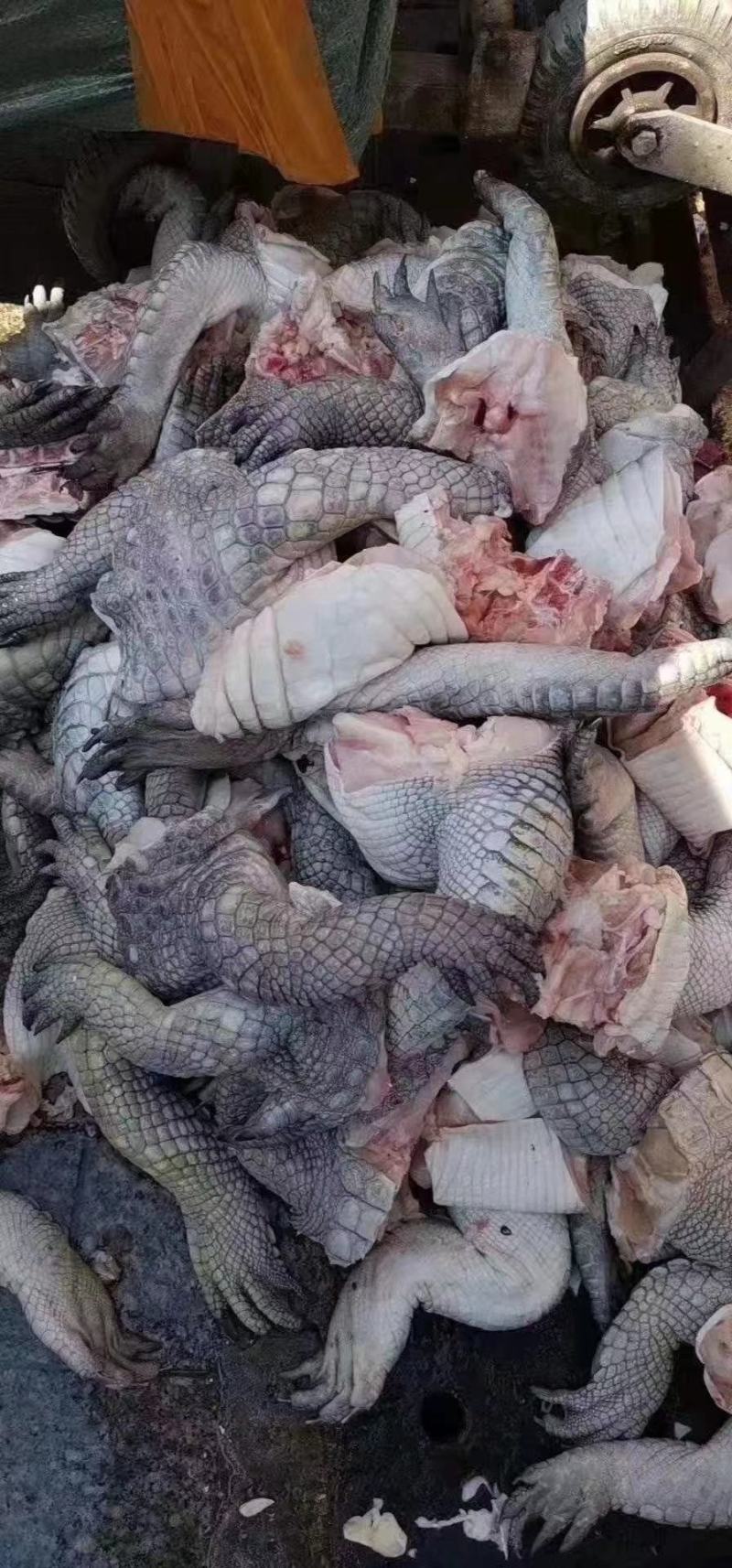 鳄鱼肉尾掌多种规格人工养殖诚信第一