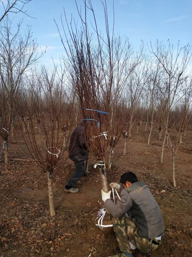 8公分榆叶梅嫁接榆叶梅分枝点统一杆直冒好规格齐全