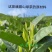 峨眉山高山生态绿极竹，礼盒包装，每盒一斤