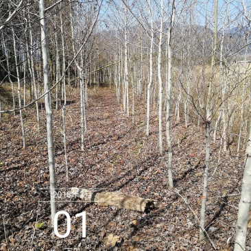 枫香，枫树，五角枫规格齐全，枫香苗子3公分4公分