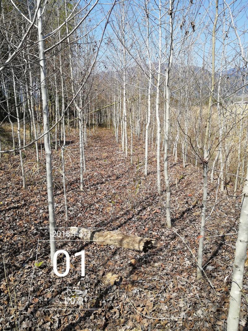 枫香，枫树，五角枫规格齐全，枫香苗子3公分4公分