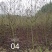 枫香，枫树，五角枫规格齐全，枫香苗子3公分4公分