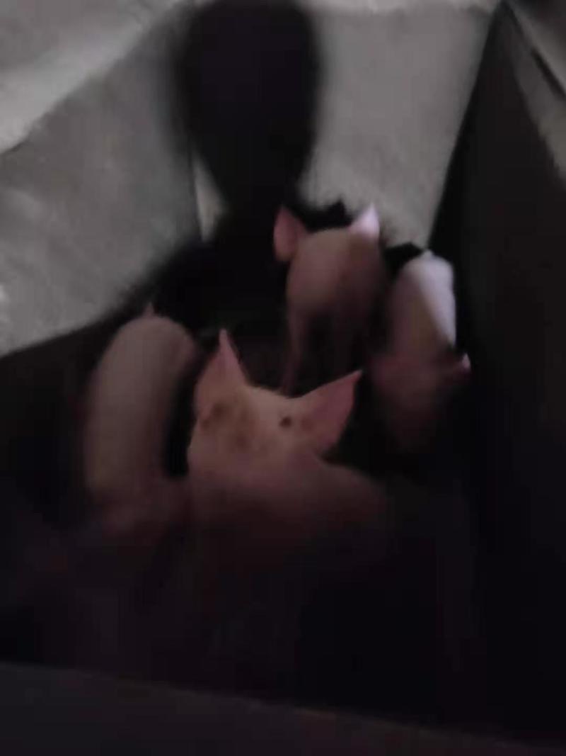 猪仔长白猪仔本地猪！！！！！！！！！！！！！！！！
