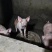 猪仔长白猪仔本地猪！！！！！！！！！！！！！！！！