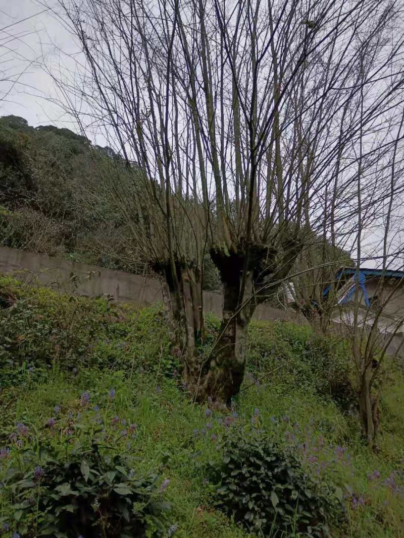青檀古桩青檀古树古青檀树30公分青檀树40公分青檀