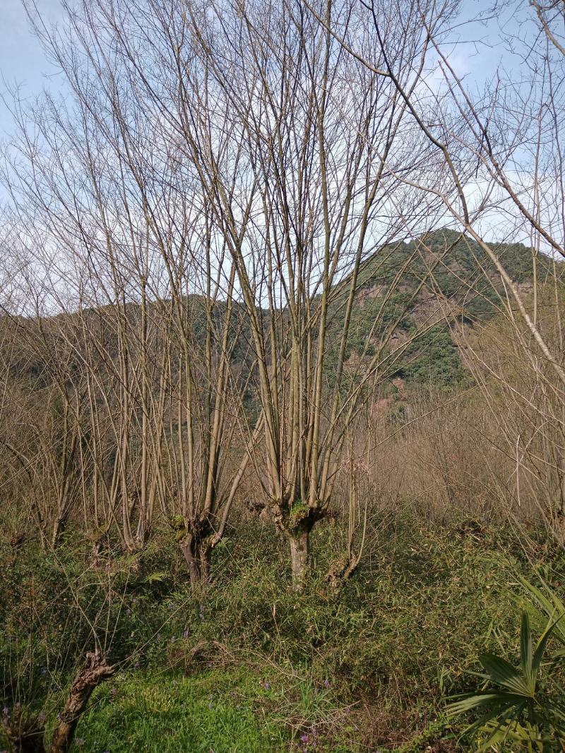 青檀古桩青檀古树古青檀树30公分青檀树40公分青檀