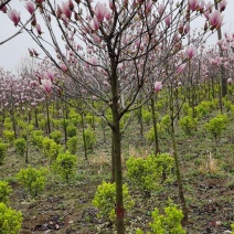 红玉兰，紫玉兰，江苏红玉兰，南京红玉兰产地，红玉兰基地