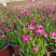欧石竹一年开花能有300天开花机器栽种最好时间