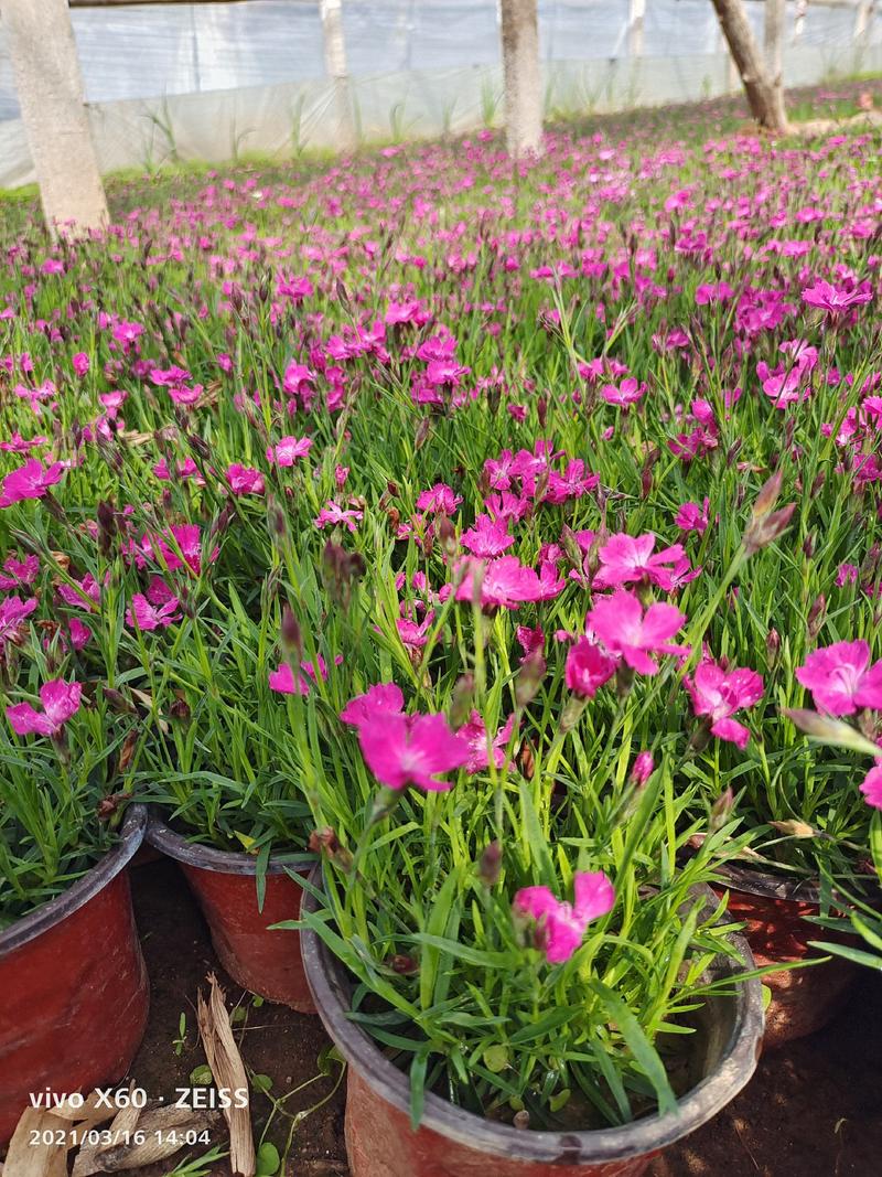 欧石竹一年开花能有300天开花机器栽种最好时间