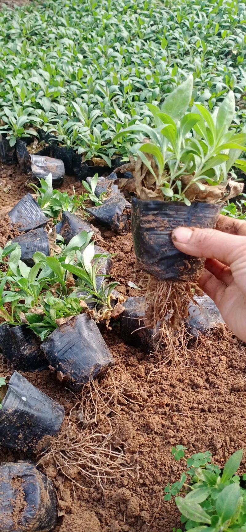 精品宿根福禄考（多年生直立型花卉）基地直销可视频看货