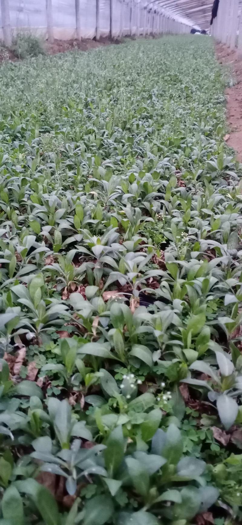 精品宿根福禄考（多年生直立型花卉）基地直销可视频看货