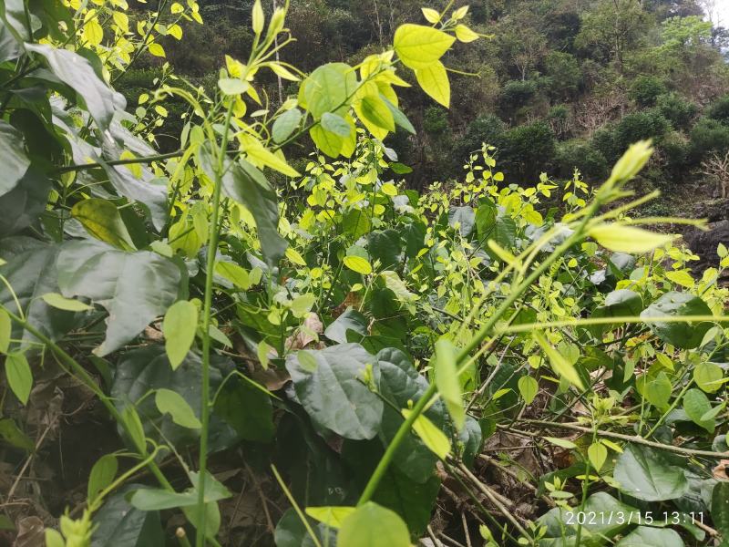 赤苍藤苗大新龙须菜天等姑娘菜有红芽和绿芽品种