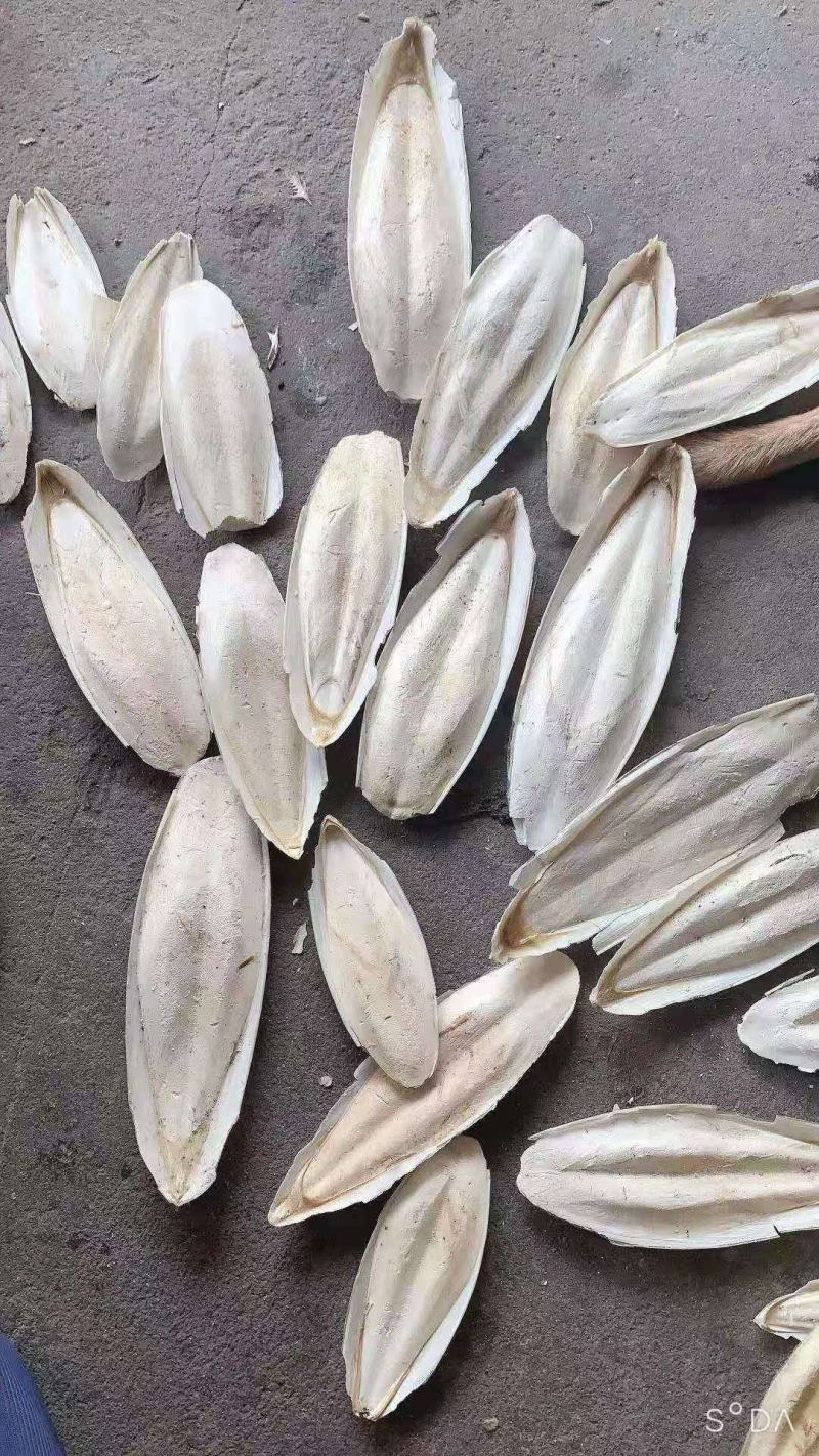 海螵蛸，也叫墨鱼骨，价格美丽，一手货源，价格优惠，