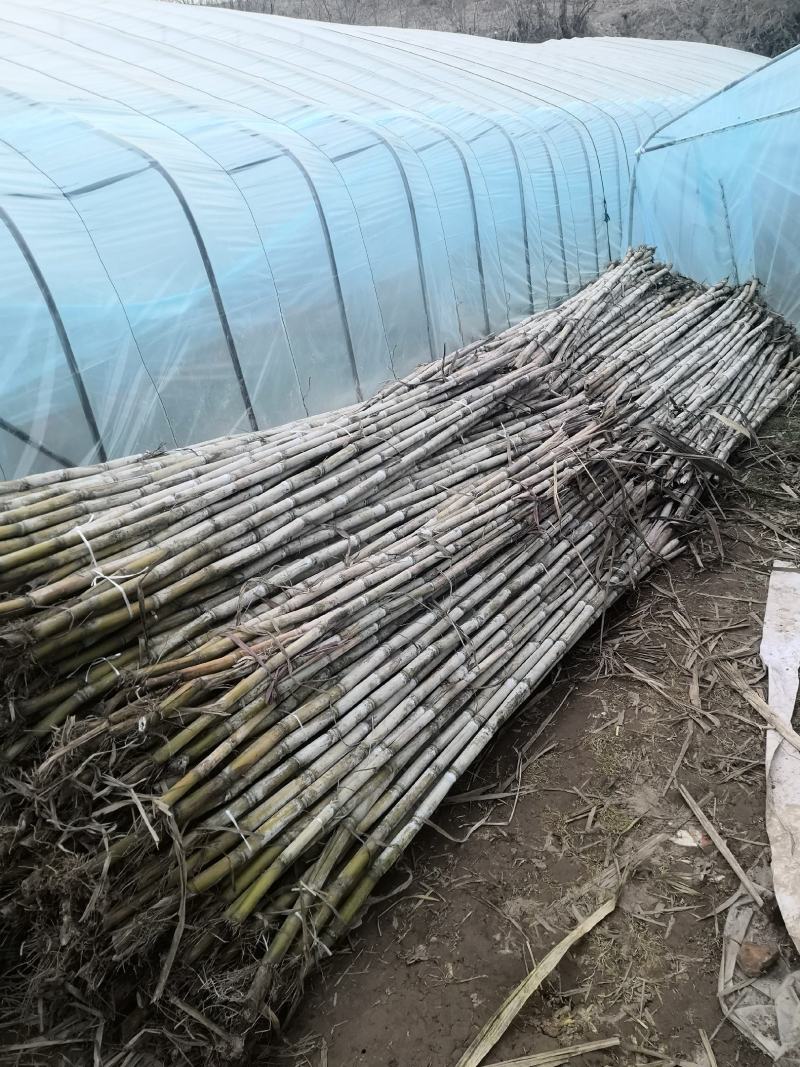 现有适合北方种植的青皮高糖度精品甘蔗芽七千棵促销，