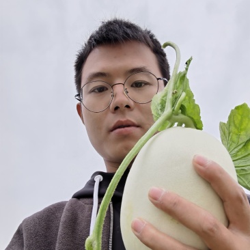 福建玉菇甜瓜大批量上市啦！欢迎客户前来考察采购