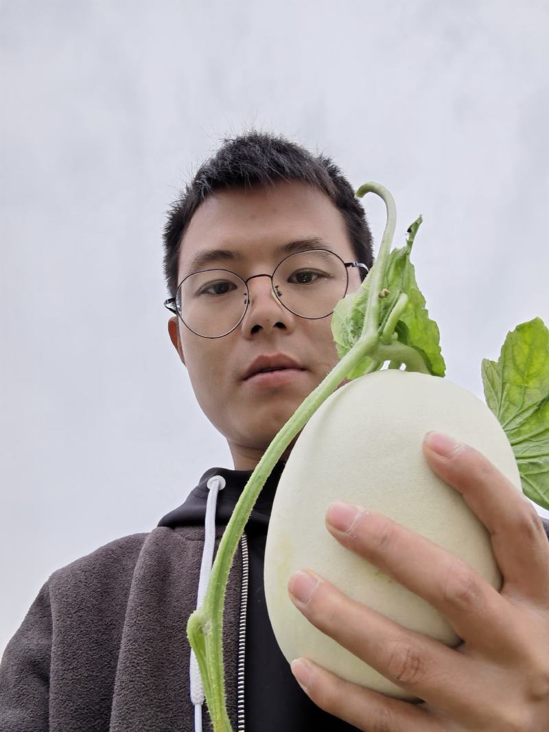 福建玉菇甜瓜大批量上市啦！欢迎客户前来考察采购