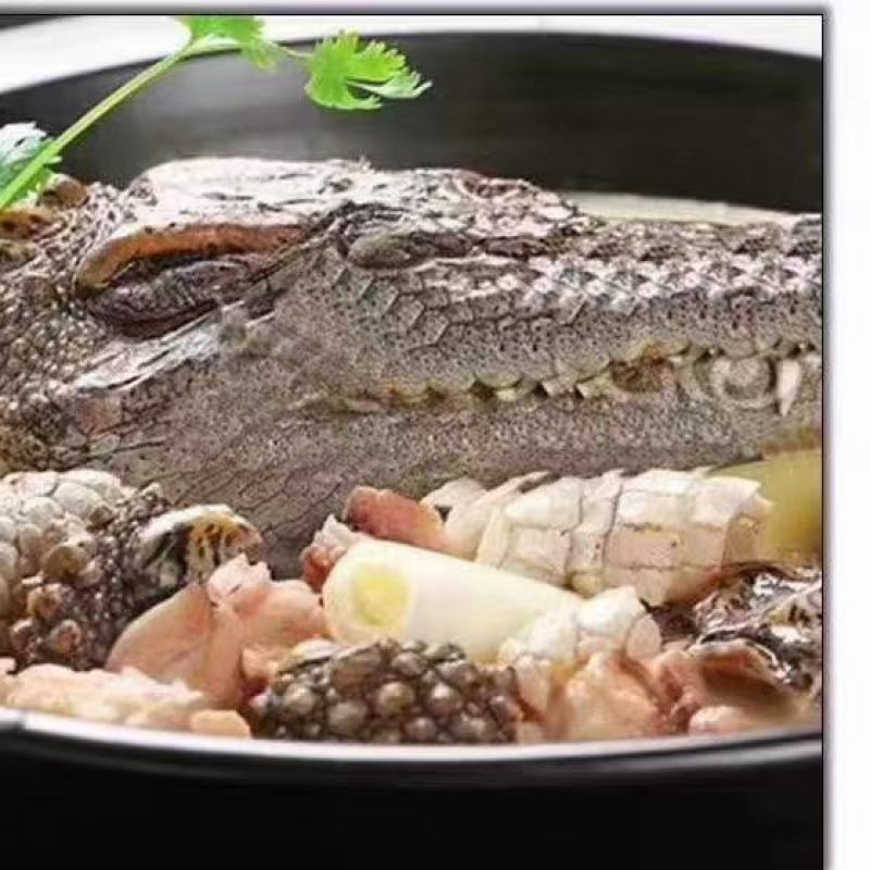 鳄鱼肉尾掌多种规格人工养殖诚信第一