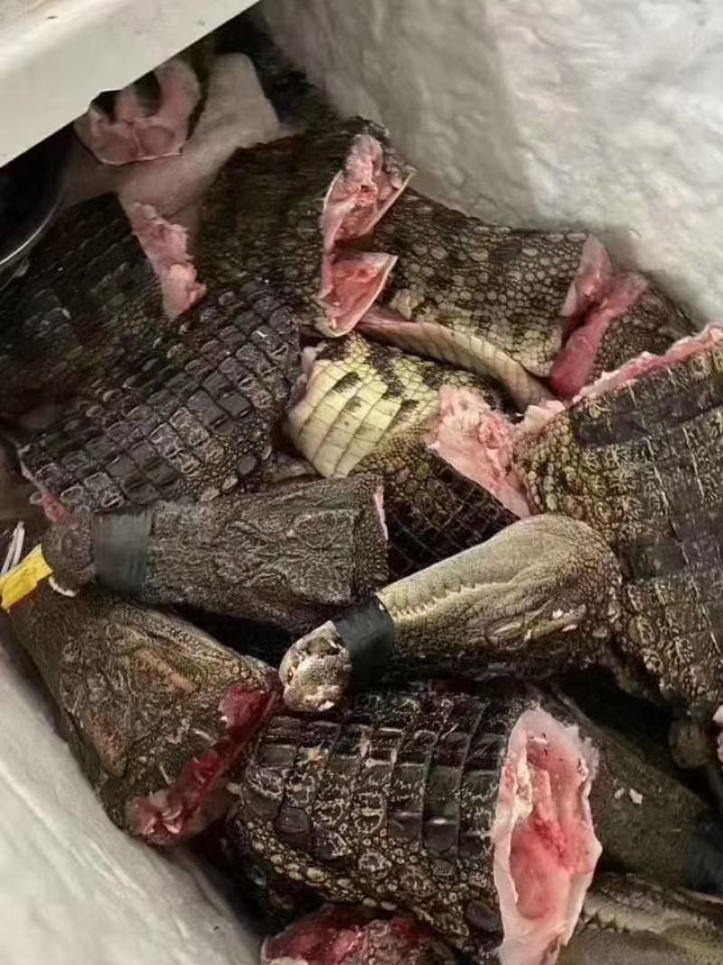 鳄鱼肉尾掌多种规格人工养殖诚信第一