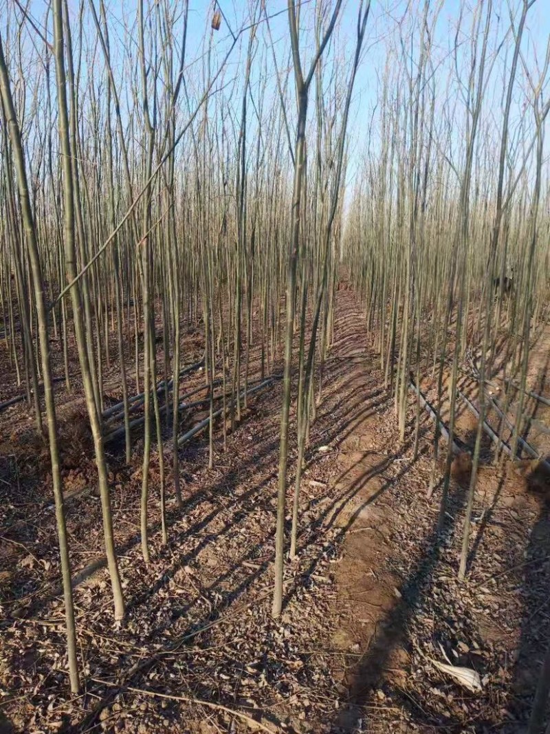 竹柳苗，竹柳小苗，3公分竹柳，5公分竹柳，柳树苗