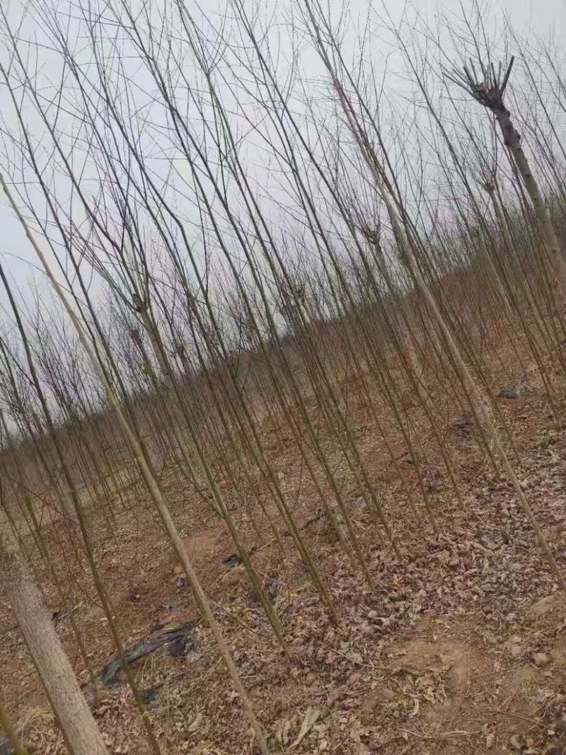 竹柳苗，竹柳小苗，3公分竹柳，5公分竹柳，柳树苗