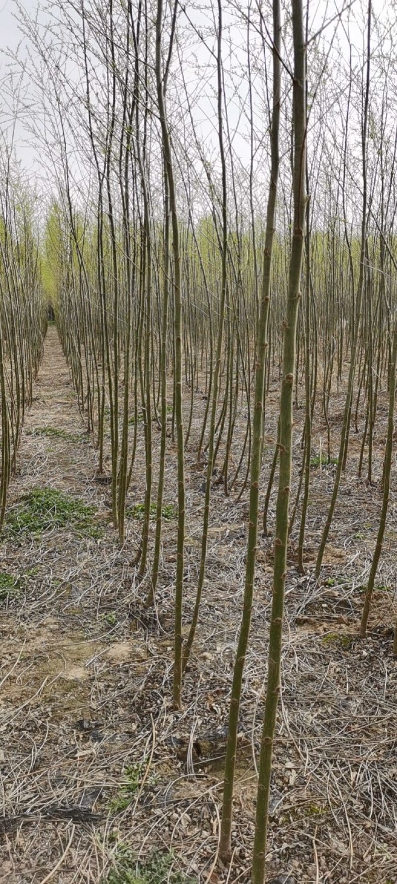 竹柳苗，竹柳小苗，3公分竹柳，5公分竹柳，柳树苗