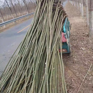 竹柳苗，竹柳小苗，3公分竹柳，5公分竹柳，柳树苗