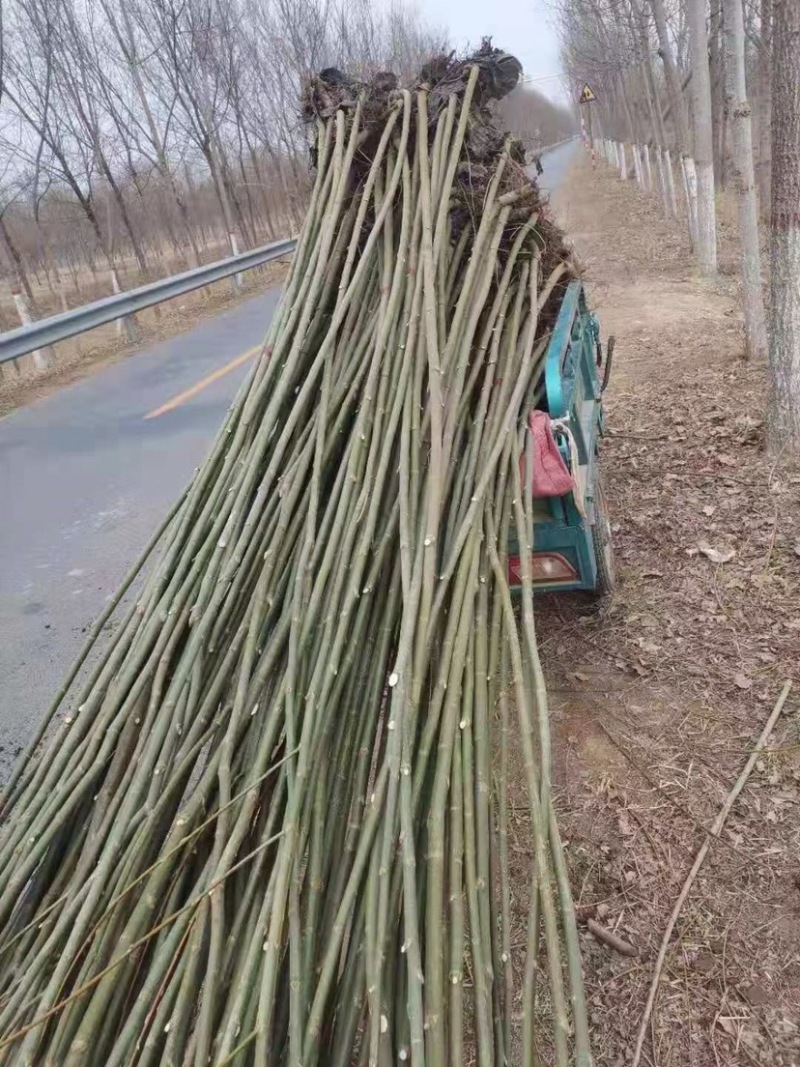 竹柳苗，竹柳小苗，3公分竹柳，5公分竹柳，柳树苗