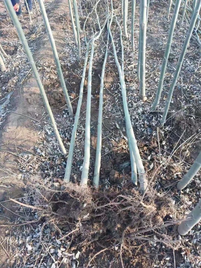 竹柳苗，竹柳小苗，3公分竹柳，5公分竹柳，柳树苗
