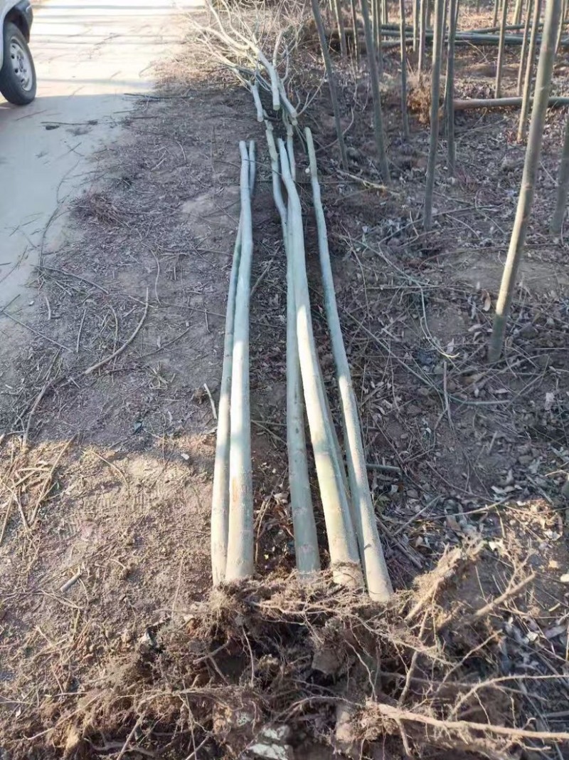 竹柳苗，竹柳小苗，3公分竹柳，5公分竹柳，柳树苗