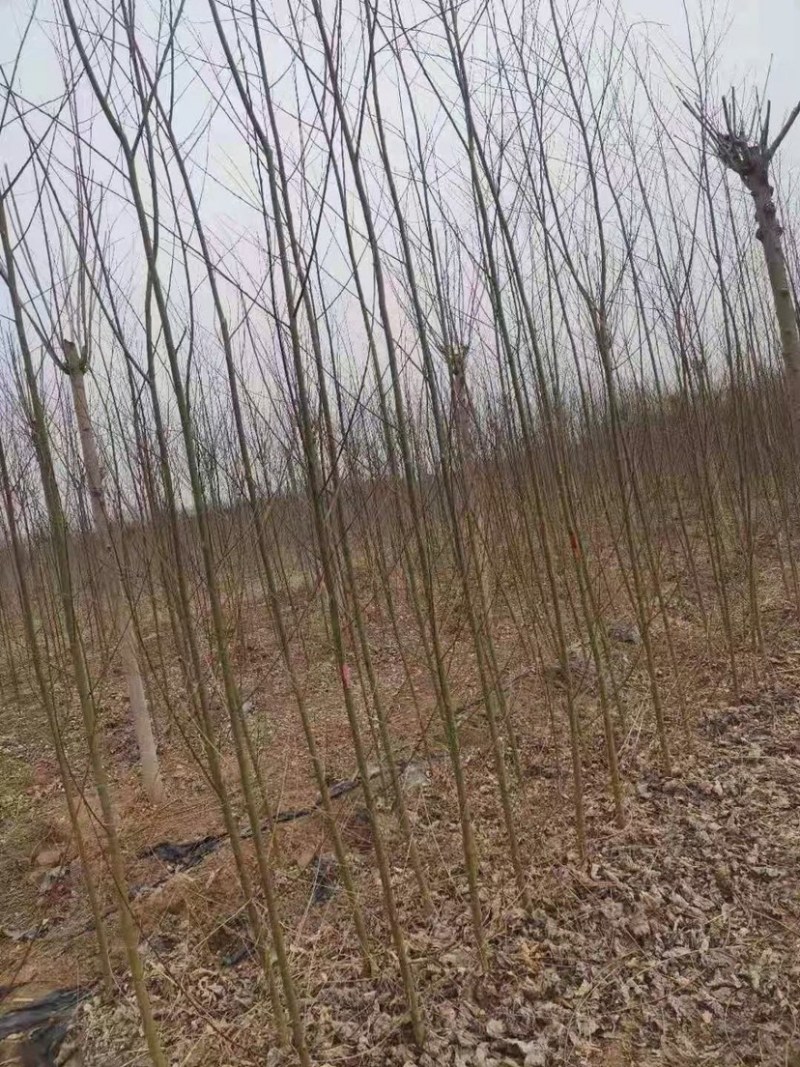 竹柳苗，竹柳小苗，3公分竹柳，5公分竹柳，柳树苗