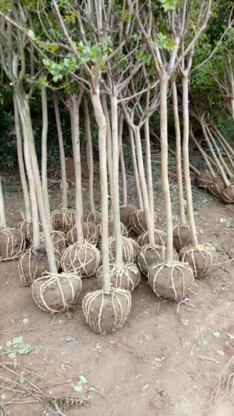 紫薇，红花紫薇，速生紫薇，丛生紫薇，10公分紫薇