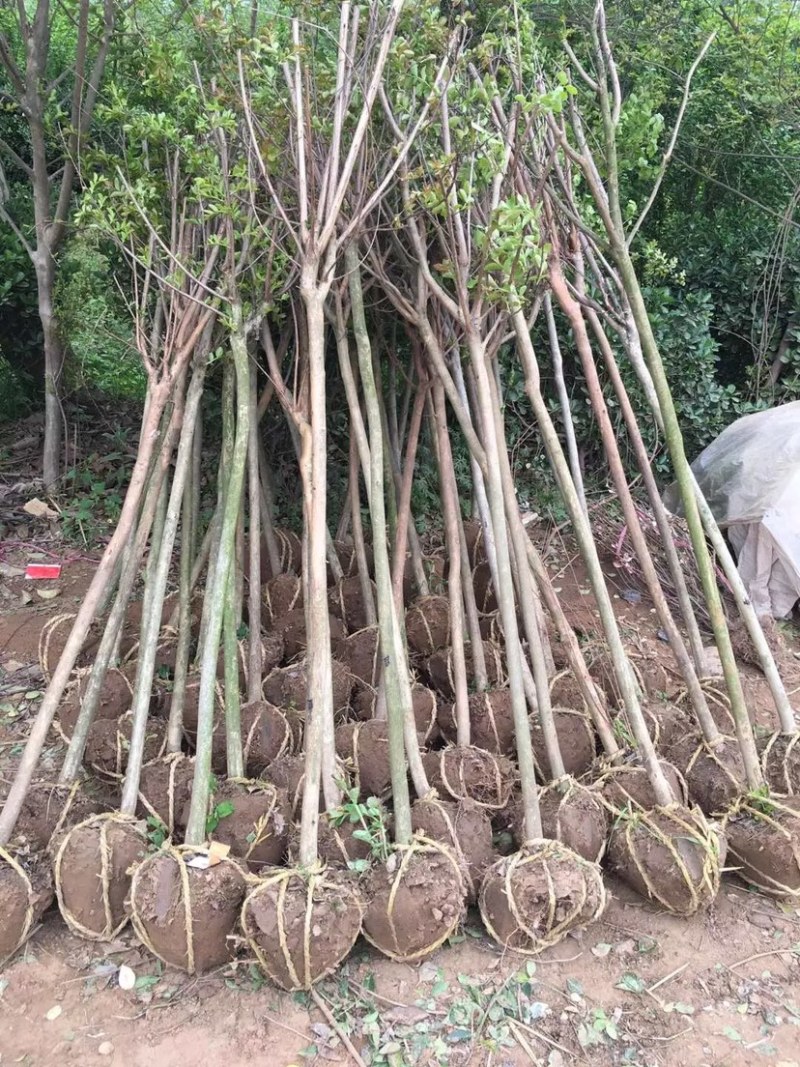 紫薇，红花紫薇，速生紫薇，丛生紫薇，10公分紫薇