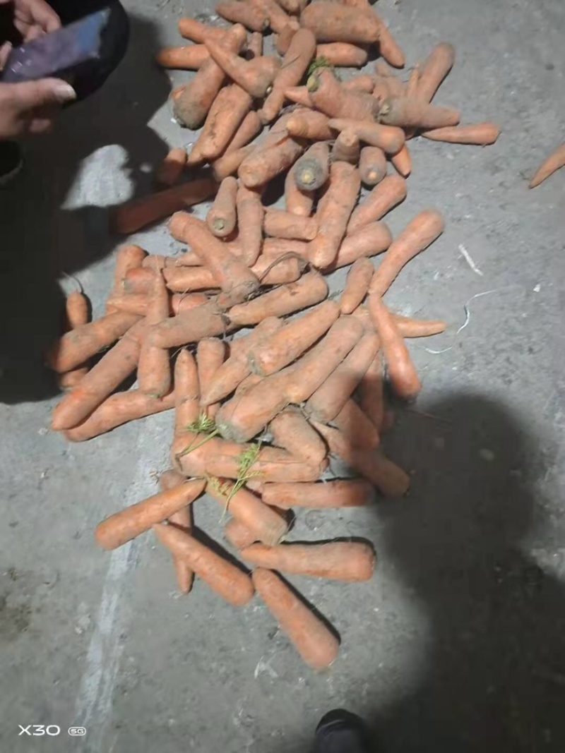 胡萝卜次品，土货水洗养殖场加工厂胡萝卜，产地大量