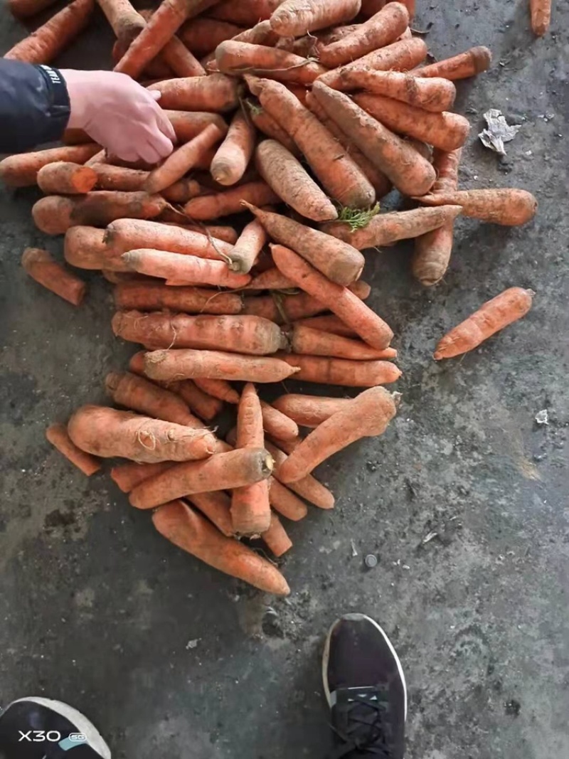 胡萝卜次品，土货水洗养殖场加工厂胡萝卜，产地大量