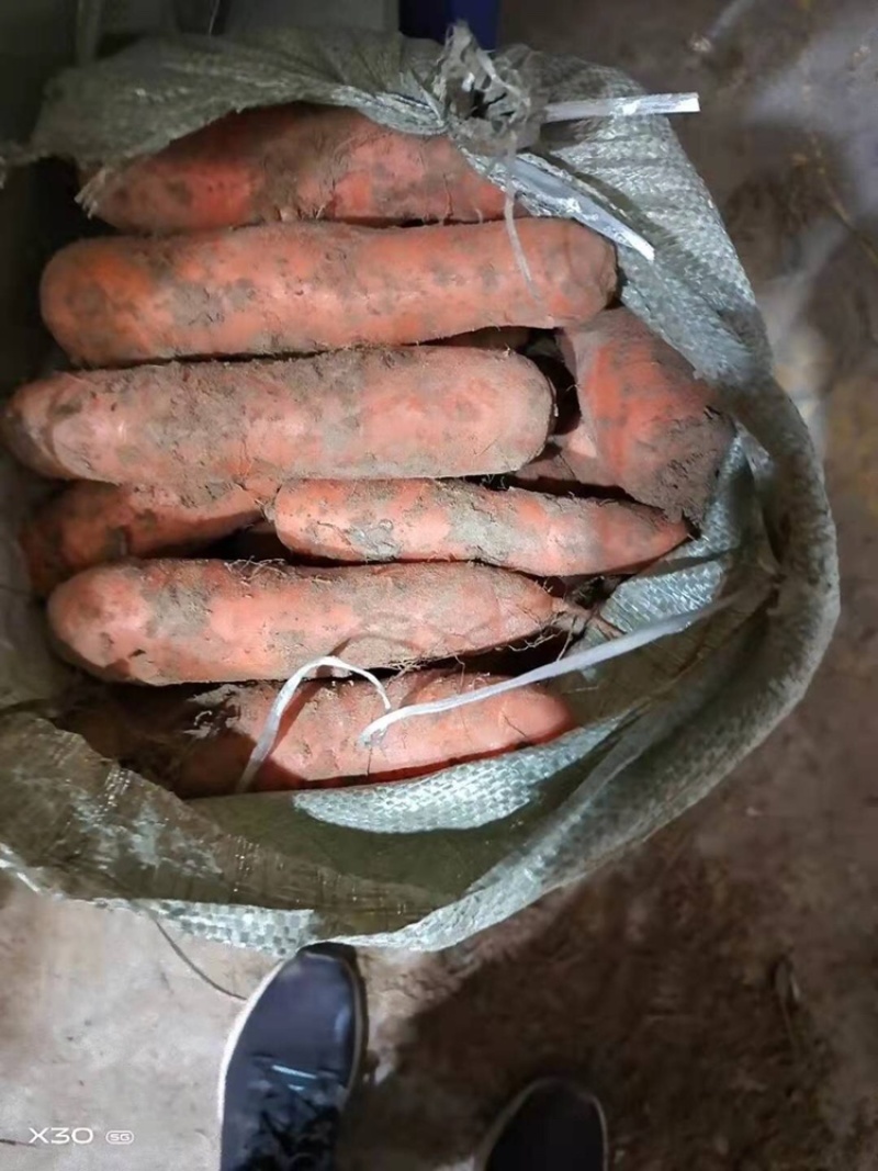 胡萝卜次品，土货水洗养殖场加工厂胡萝卜，产地大量