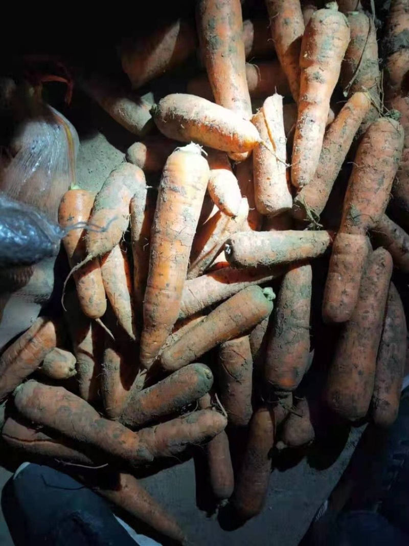 胡萝卜次品，土货水洗养殖场加工厂胡萝卜，产地大量