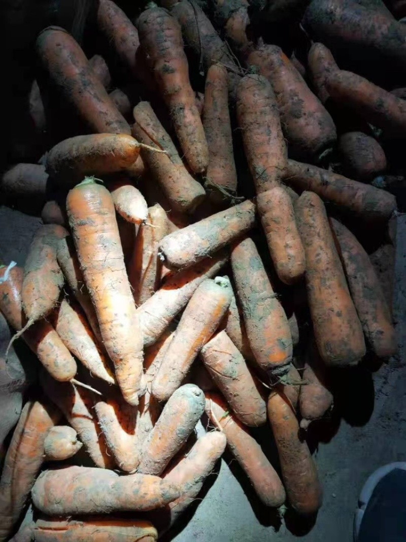 胡萝卜次品，土货水洗养殖场加工厂胡萝卜，产地大量