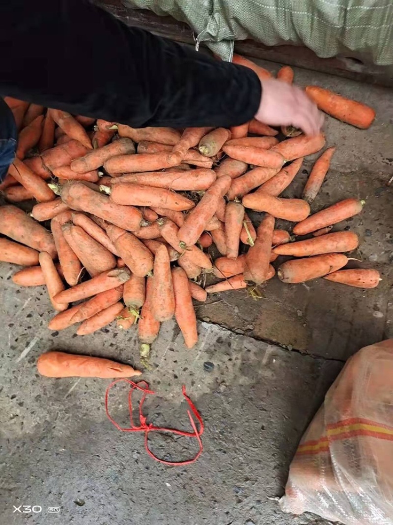 胡萝卜次品，土货水洗养殖场加工厂胡萝卜，产地大量
