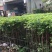 龙眼嫁接苗，实生苗都有