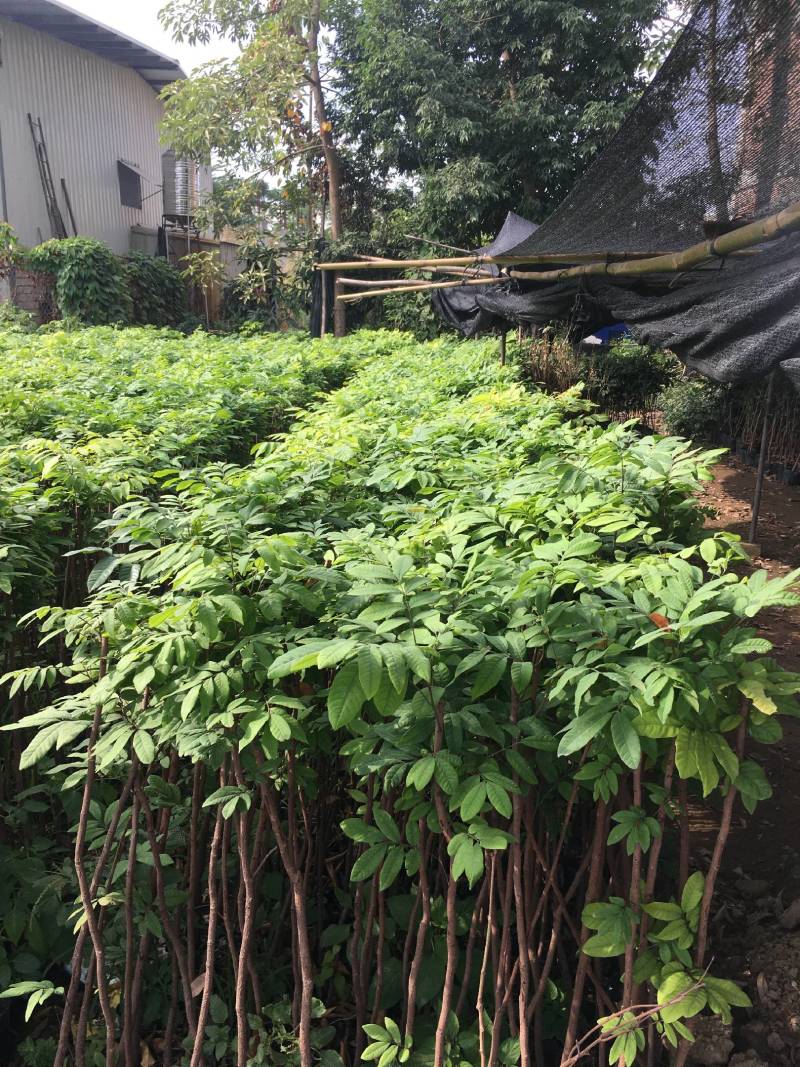 龙眼嫁接苗，实生苗都有